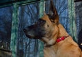 WatchdogÃ¢â¬Â¬, Belgian MalinoisÃ¢â¬Â¬ Royalty Free Stock Photo